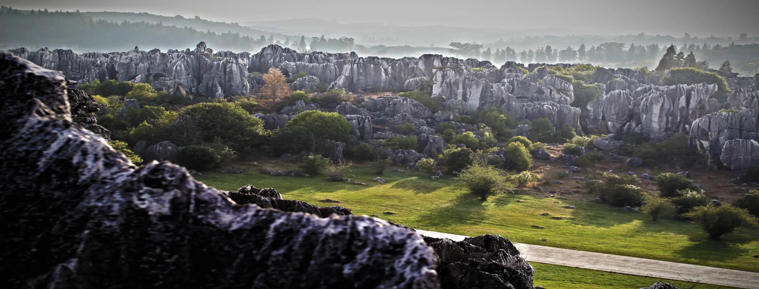 Image for Stone Forest